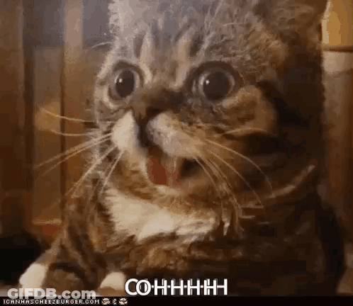 Surprised Cat Saying Cohhhh GIF