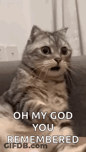 Surprised Cat Saying Oh My God You Remembered GIF