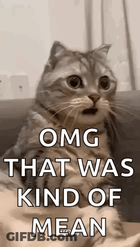 Surprised Cat Sitting On Couch GIF