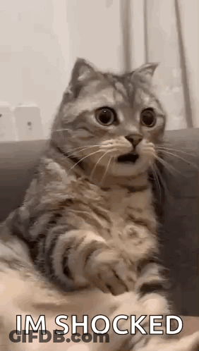 Surprised Cat Sitting On Couch GIF