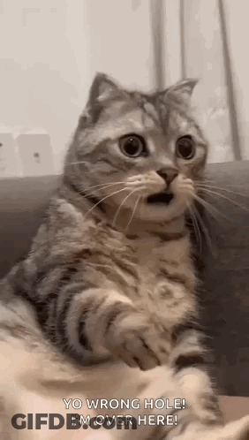 Surprised Cat Sitting On Couch GIF