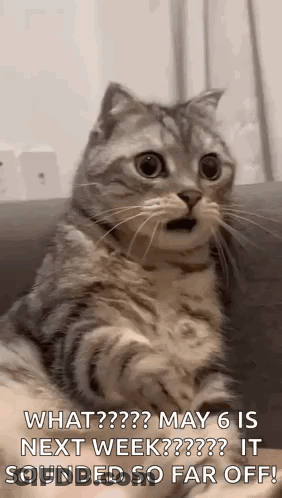 Surprised Cat Sitting On Couch GIF
