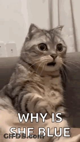 Surprised Cat Sitting On Couch Looking At Camera GIF