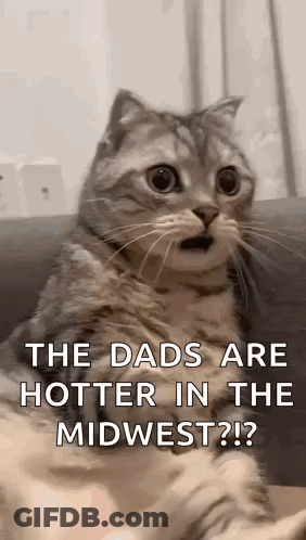 Surprised Cat Sitting On Couch Looking At Camera GIF