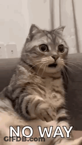 Surprised Cat Sitting On Couch Saying No Way GIF