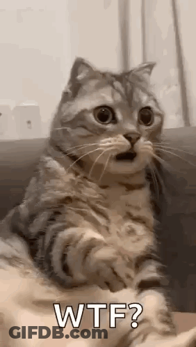 Surprised Cat Sitting On Couch GIF