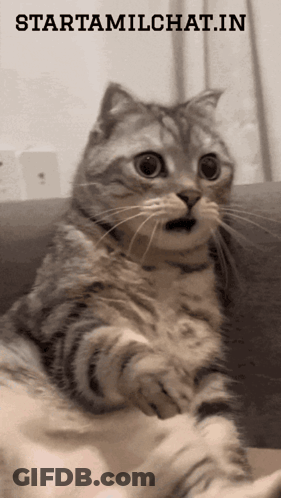 Surprised Cat Sitting On Couch Under Starttamilchat.in Sign GIF