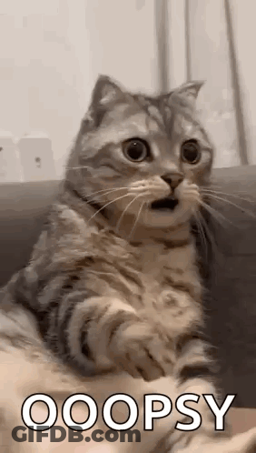 Surprised Cat Sitting On Couch With Mouth Open GIF