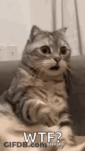 Surprised Cat Sitting On Couch GIF
