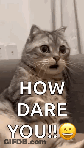 Surprised Cat Sitting On Couch GIF