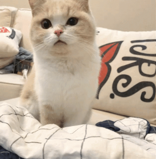 Surprised Cat What Excuse Me GIF