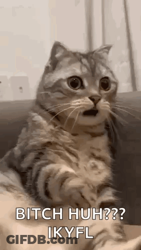 Surprised Cat With Mouth Open On Couch GIF