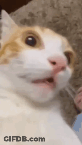 Surprised Cat With Mouth Open GIF