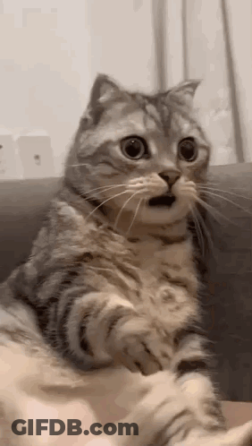 Surprised Cat With Open Mouth GIF