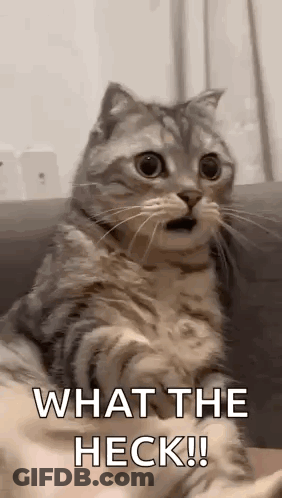 Surprised Cat With Open Mouth Looking At Camera GIF