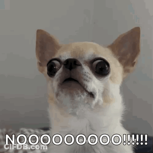 Surprised Chihuahua Saying Nooo GIF
