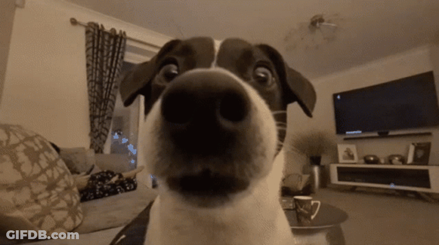 Surprised Dog Funny Sniffing GIF