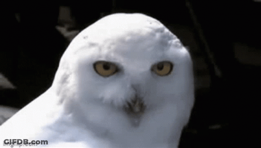 Surprised Hedwig Whoot GIF