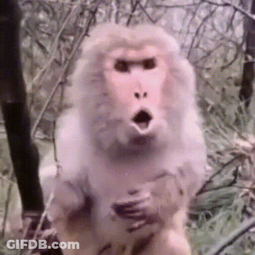 Surprised Monkey In Forest GIF