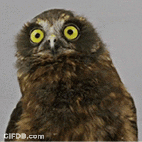 Surprised Owl GIF