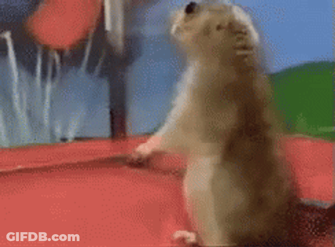 Surprised Prairie Dog GIF