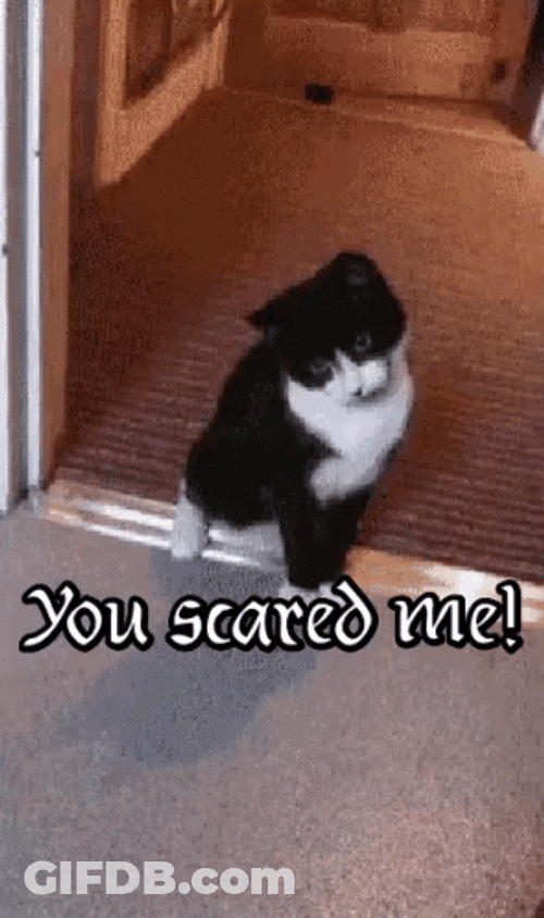 Surprised Scared Cat Reation GIF