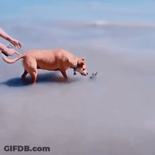 Surprised Scared Dog On The Water GIF