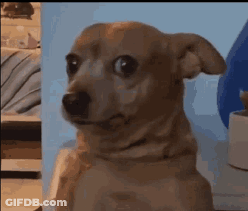 Surprised Small Brown Dog GIF