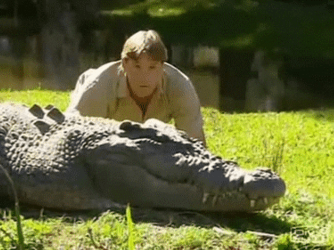 Surprised Steve Irwin Beside Crocodile GIF