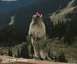 Surprised Teddy Bear No Way GIF
