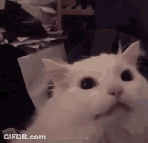Surprised White Cat GIF