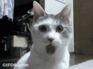 Surprised White Cat Looking At Camera GIF