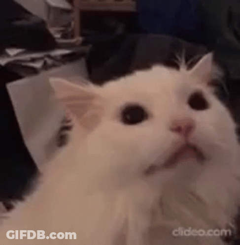 Surprised White Cat On Bed GIF