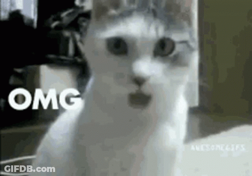 Surprised White Cat Saying OMG GIF