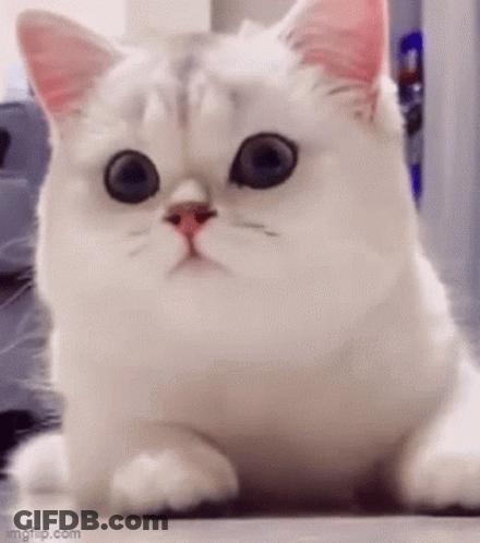 Surprised White Cat With Big Eyes GIF