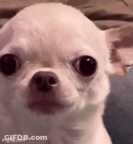 Surprised White Chihuahua GIF