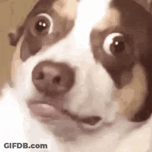 Surprised White Chihuahua GIF