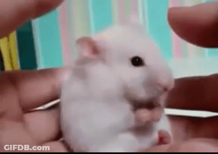 Surprised White Mouse GIF