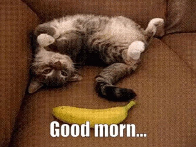 Surprised With A Banana Cat Meme GIF