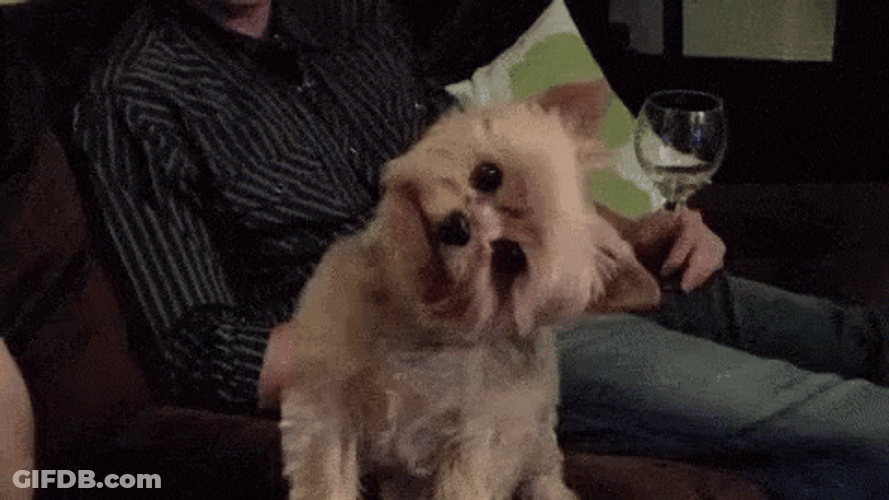Sus Confused Yorkshire Terrier GIF