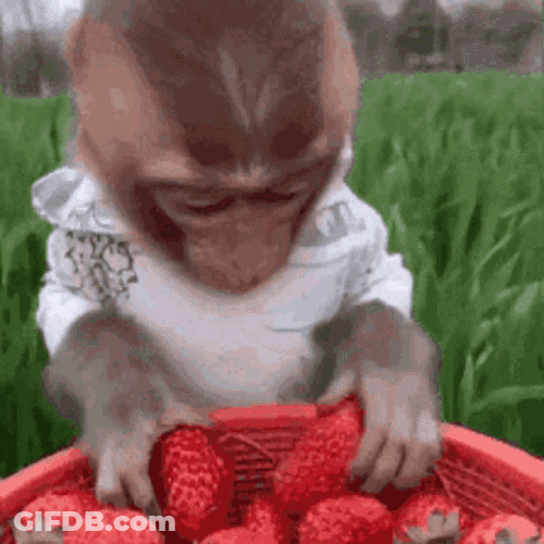 Sushichaeng Monkey Eating GIF