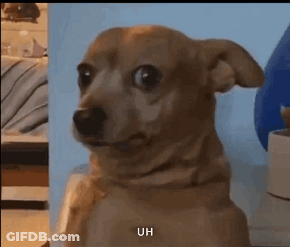 Suspicious Funny Dog Meme GIF