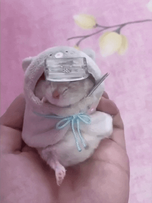 Swaddled Cute Hamster GIF