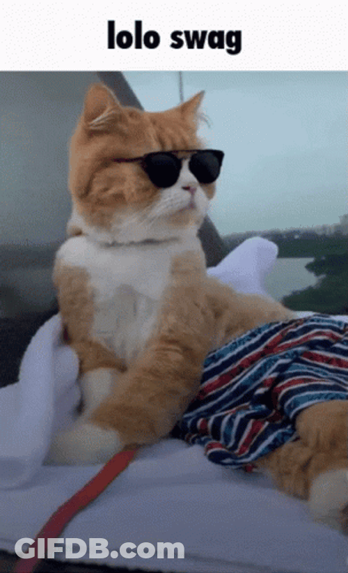 Swag Cat Fashion GIF