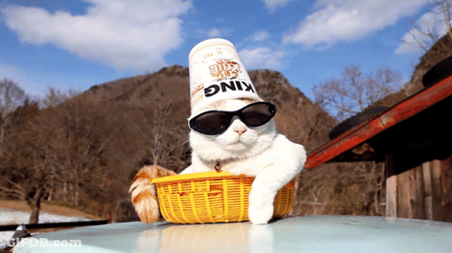 Swag Noodle Hat Cat GIF