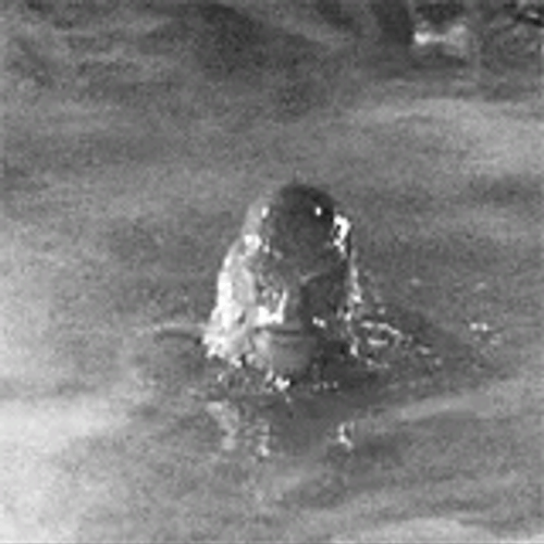 Swamp Fish Face Creature GIF