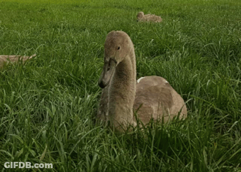 Swan Eating Grass In Field With Ducks GIF