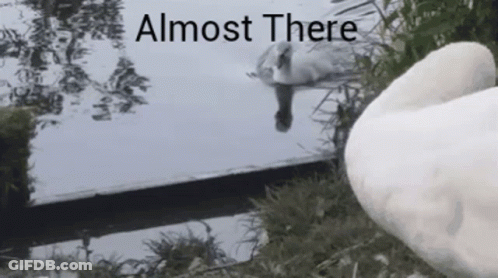 Swan Swimming Almost There GIF