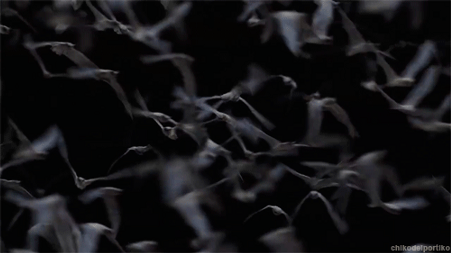 Swarm Of Bats GIF