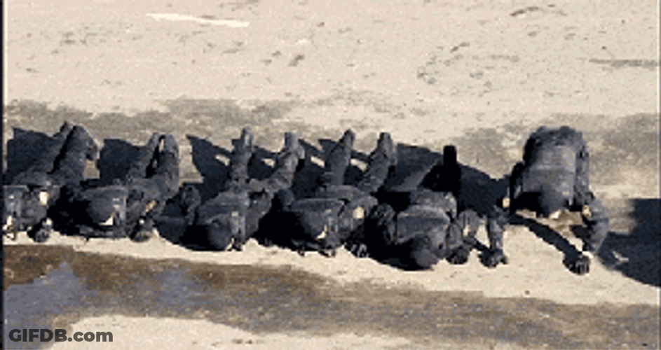 Swat Training Ready For Action GIF
